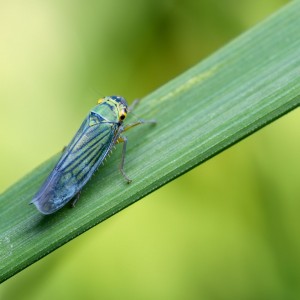 Cicadella viridis